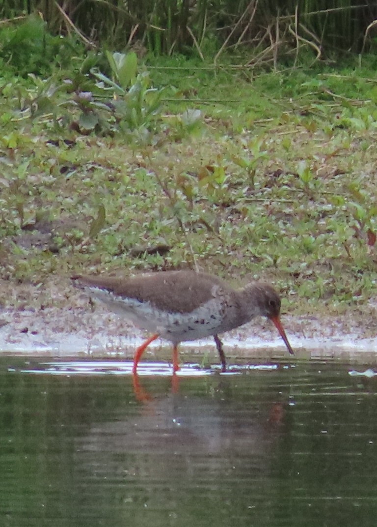 Common Redshank - ML619768590