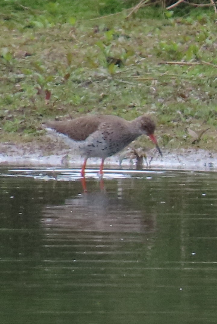 Common Redshank - ML619768591