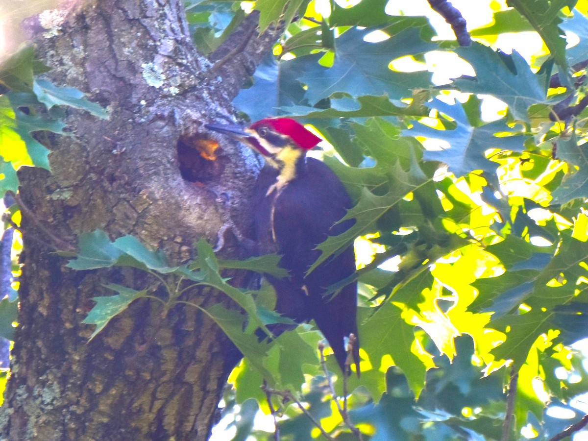 Pileated Woodpecker - ML619768596