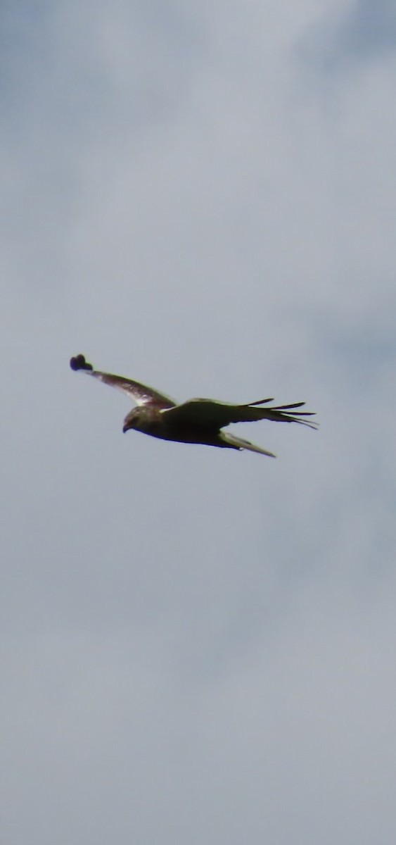 Western Marsh Harrier - ML619768600