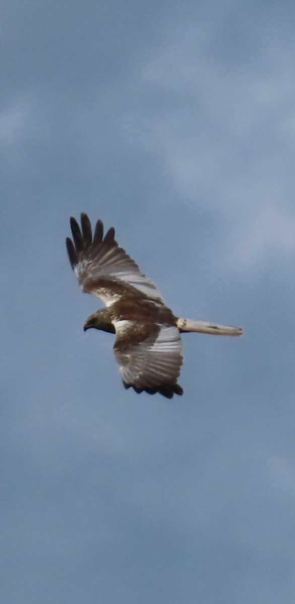 Western Marsh Harrier - ML619768601