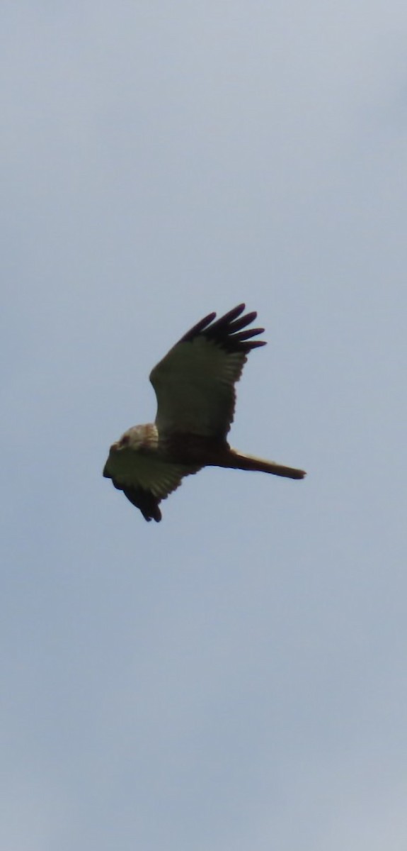 Western Marsh Harrier - ML619768602