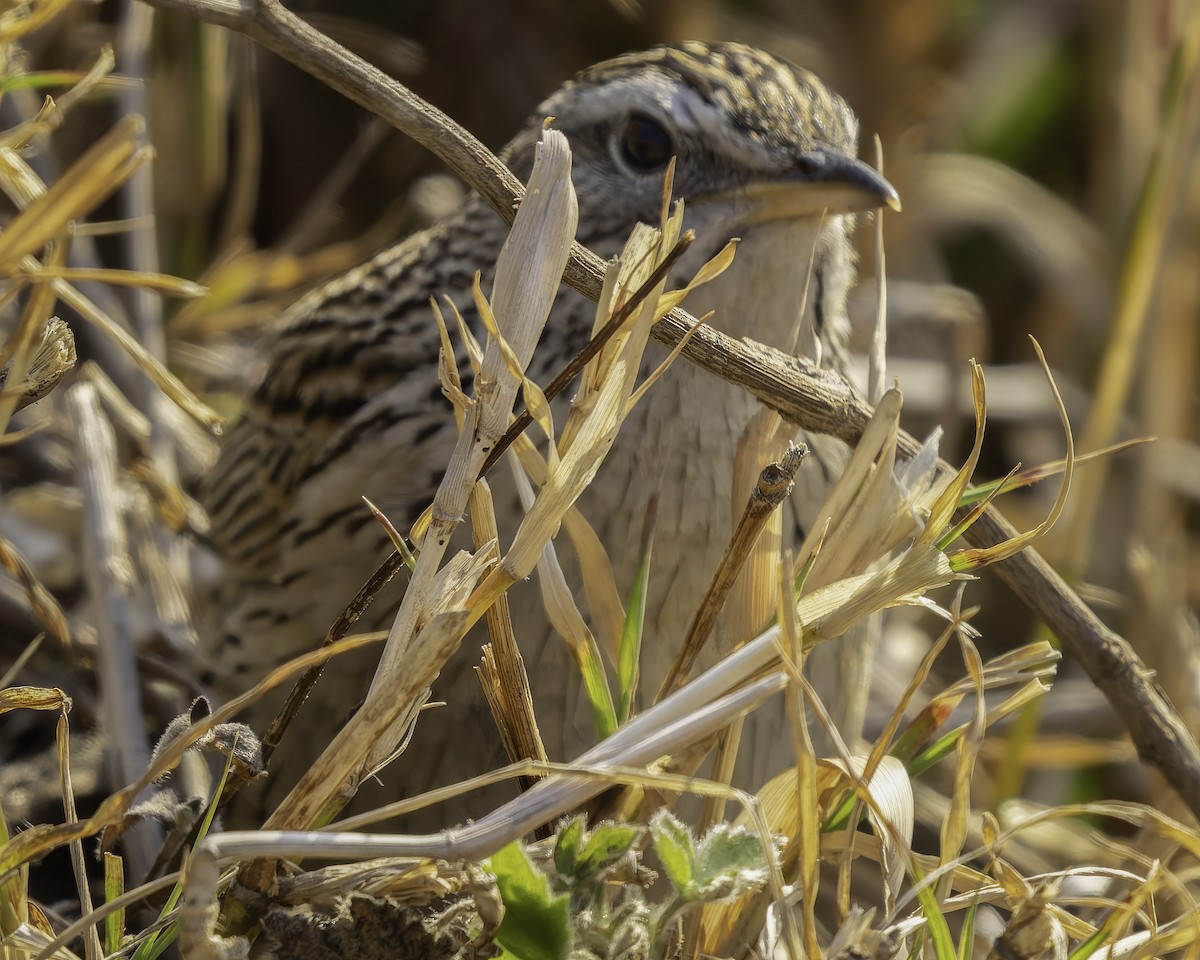 Upland Pipit - ML619768610