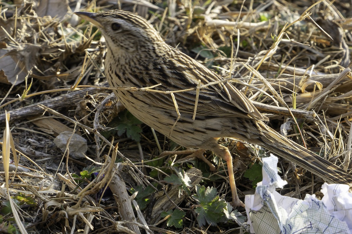 Upland Pipit - ML619768615