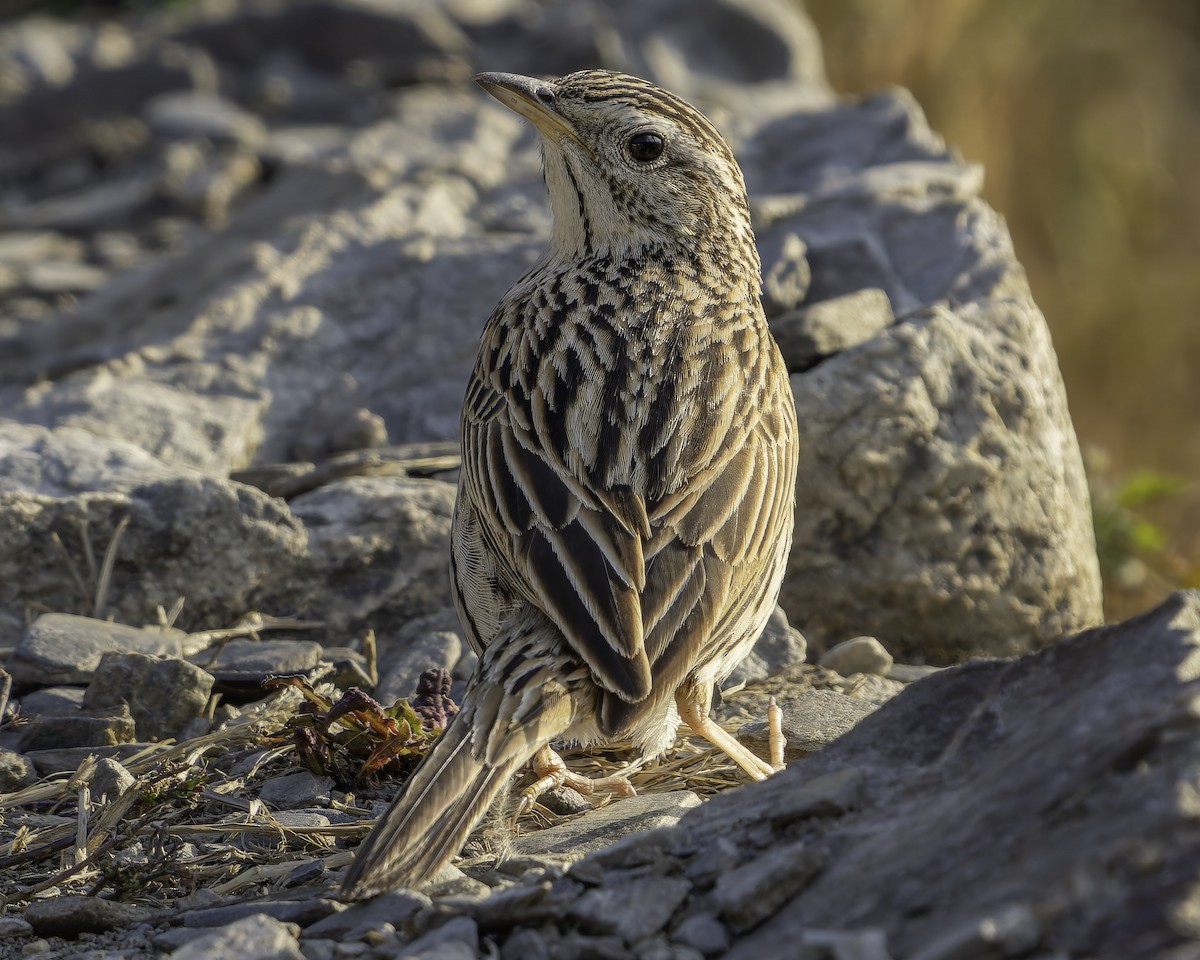 Upland Pipit - ML619768616