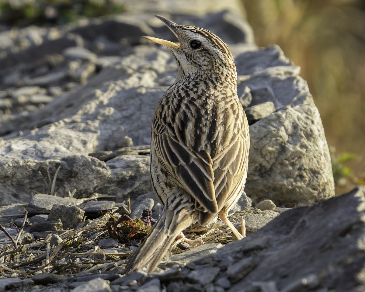 Upland Pipit - ML619768617