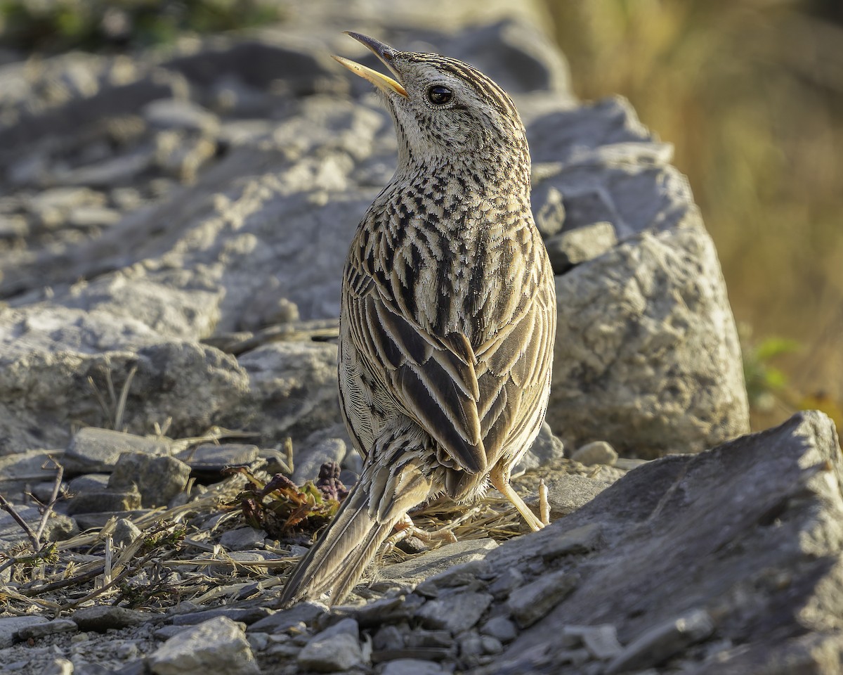 Upland Pipit - ML619768619