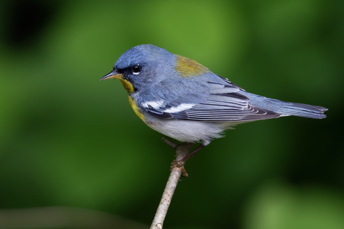 Northern Parula - ML619768627