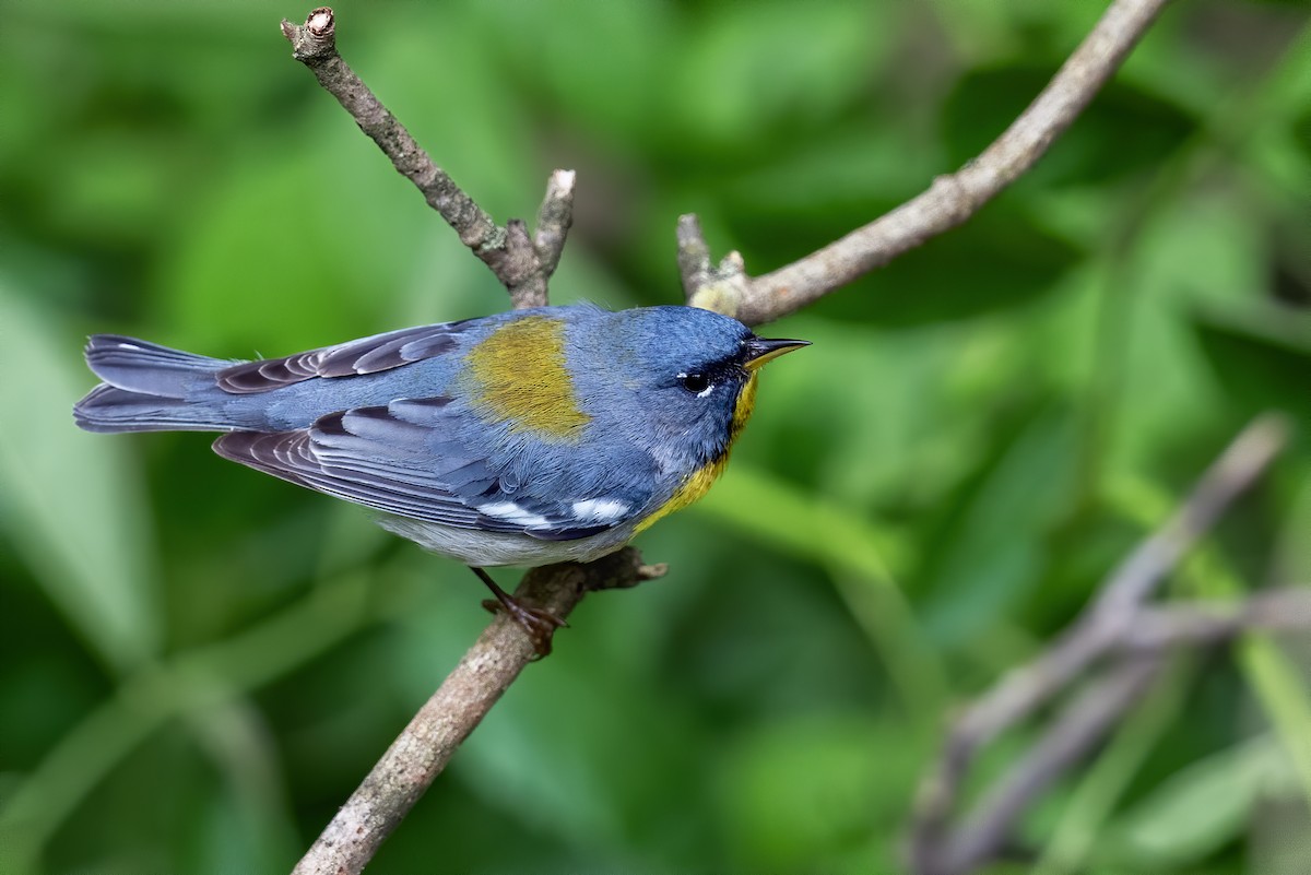 Northern Parula - ML619768628