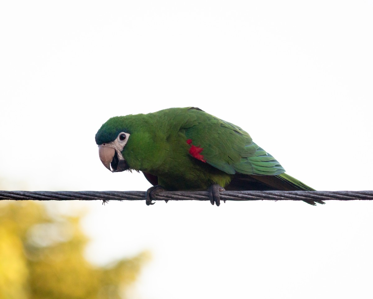 Red-shouldered Macaw - ML619768629