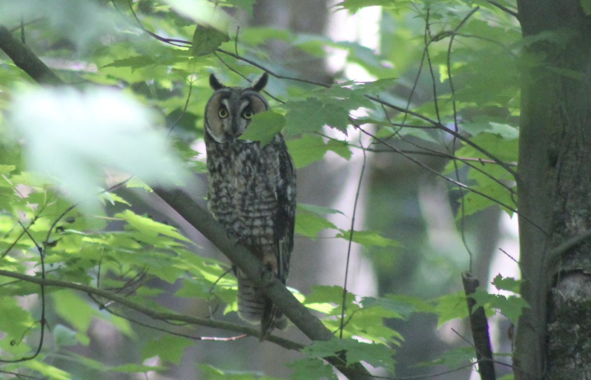 Long-eared Owl - ML619768630