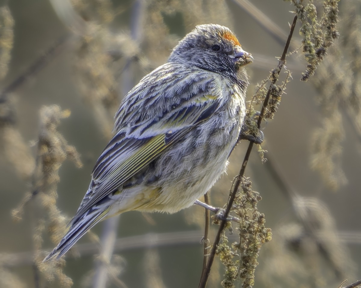 Pink-browed Rosefinch - ML619768632