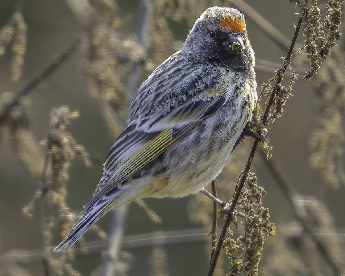 Pink-browed Rosefinch - Grant Price