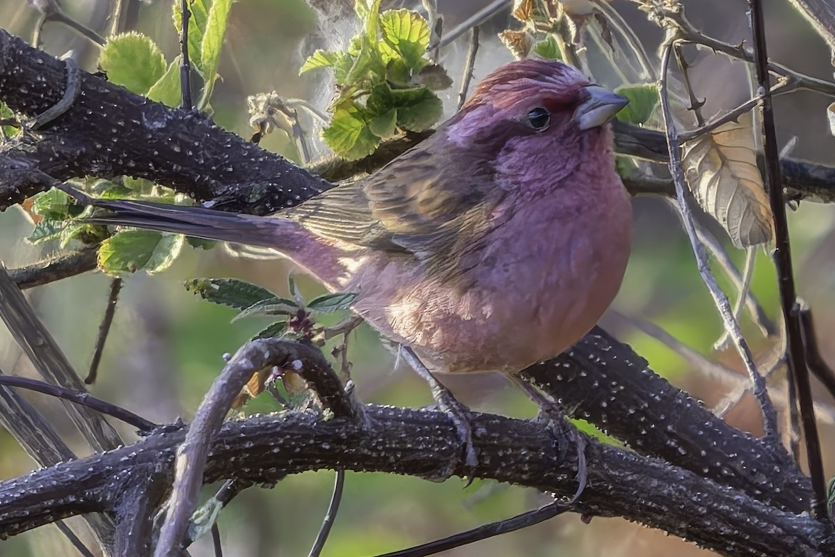 Pink-browed Rosefinch - Grant Price