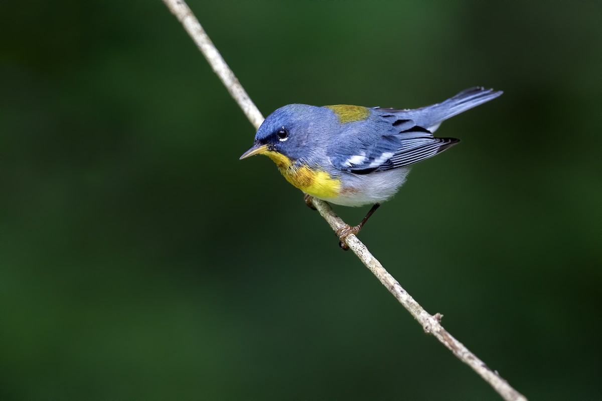 Northern Parula - ML619768655