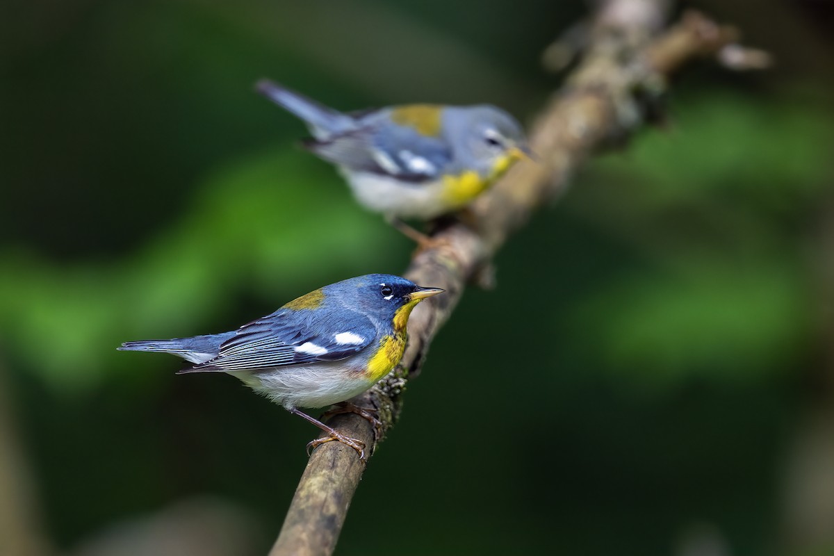 Northern Parula - ML619768656
