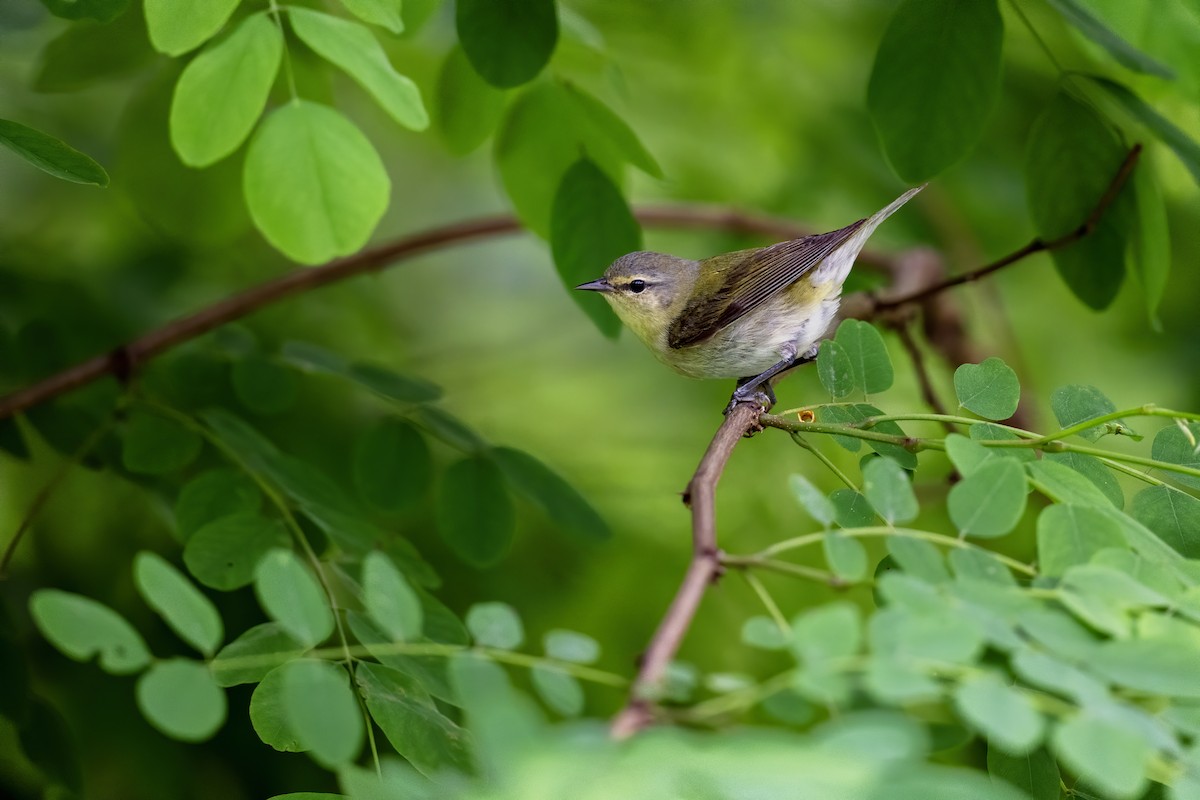 Tennessee Warbler - ML619768659