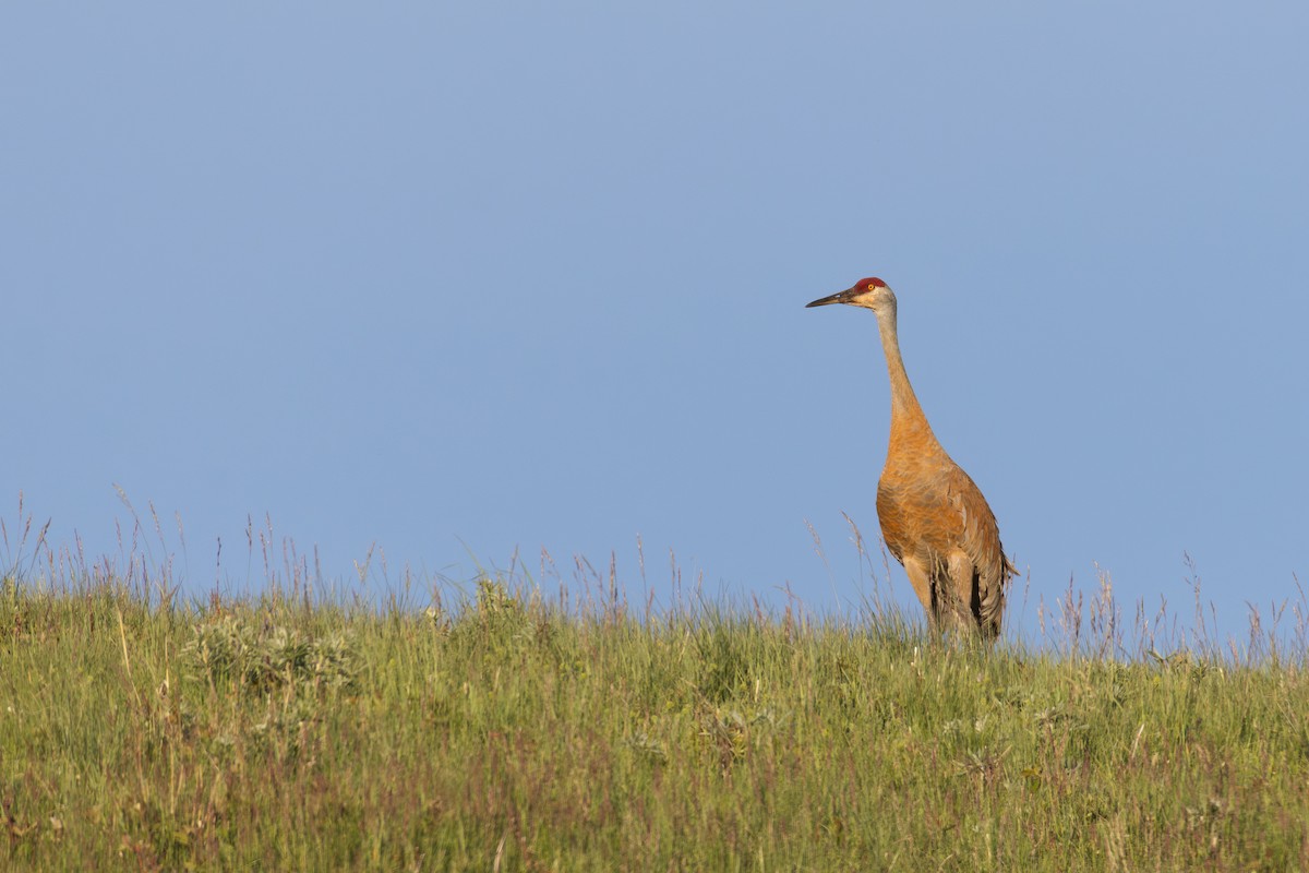 Sandhill Crane - ML619768666