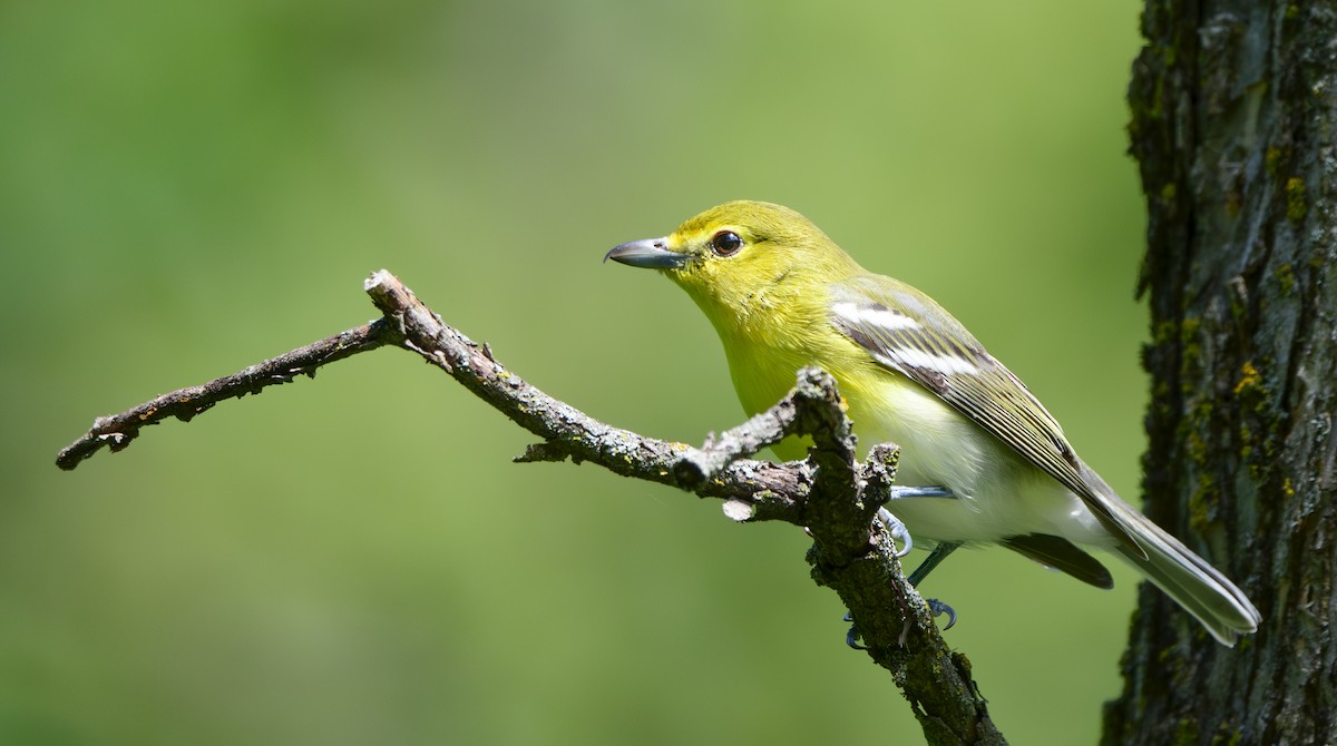 Viréo à gorge jaune - ML619768707