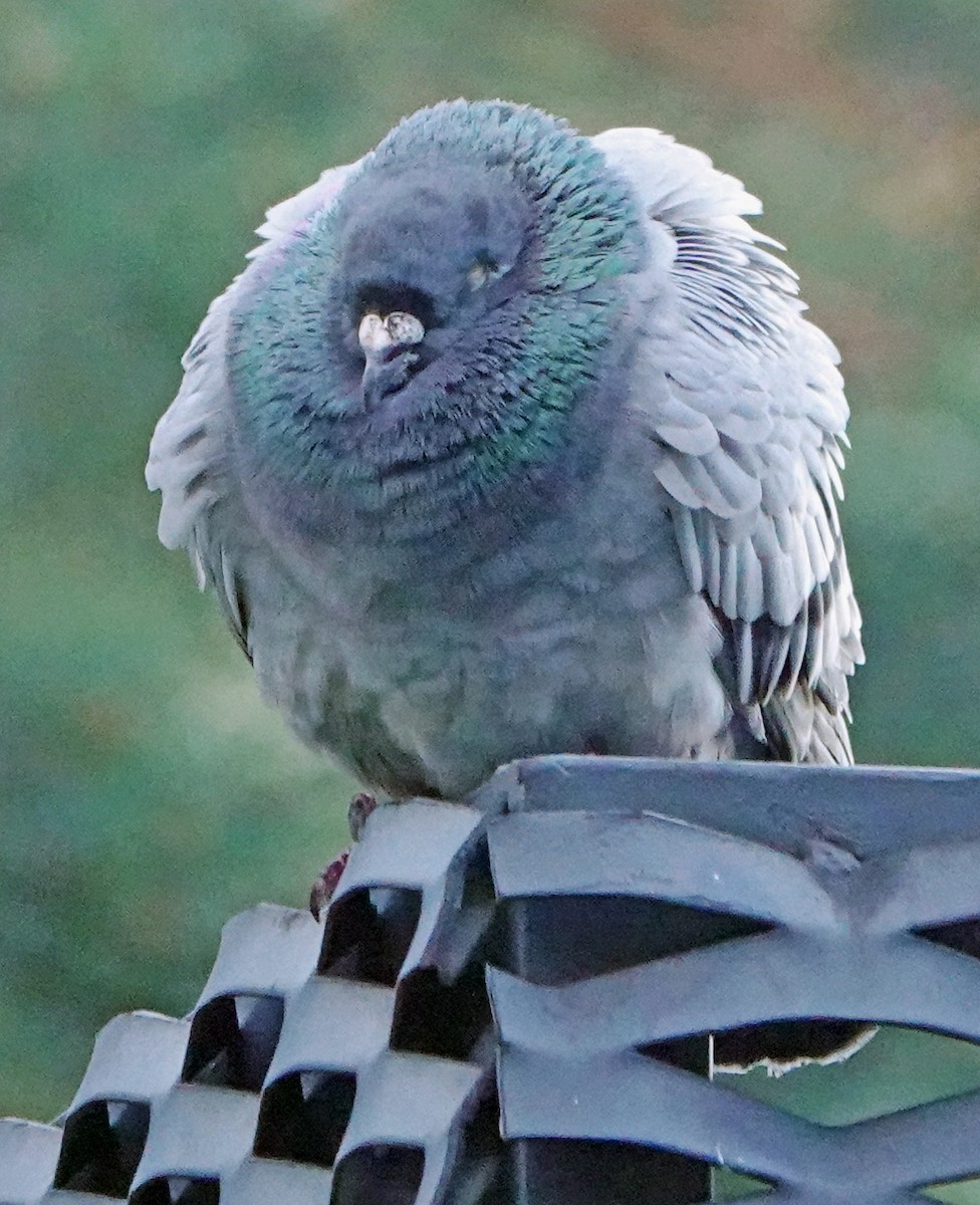 Rock Pigeon (Feral Pigeon) - ML619768708