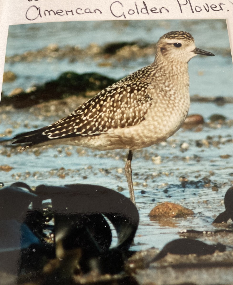 American Golden-Plover - ML619768723