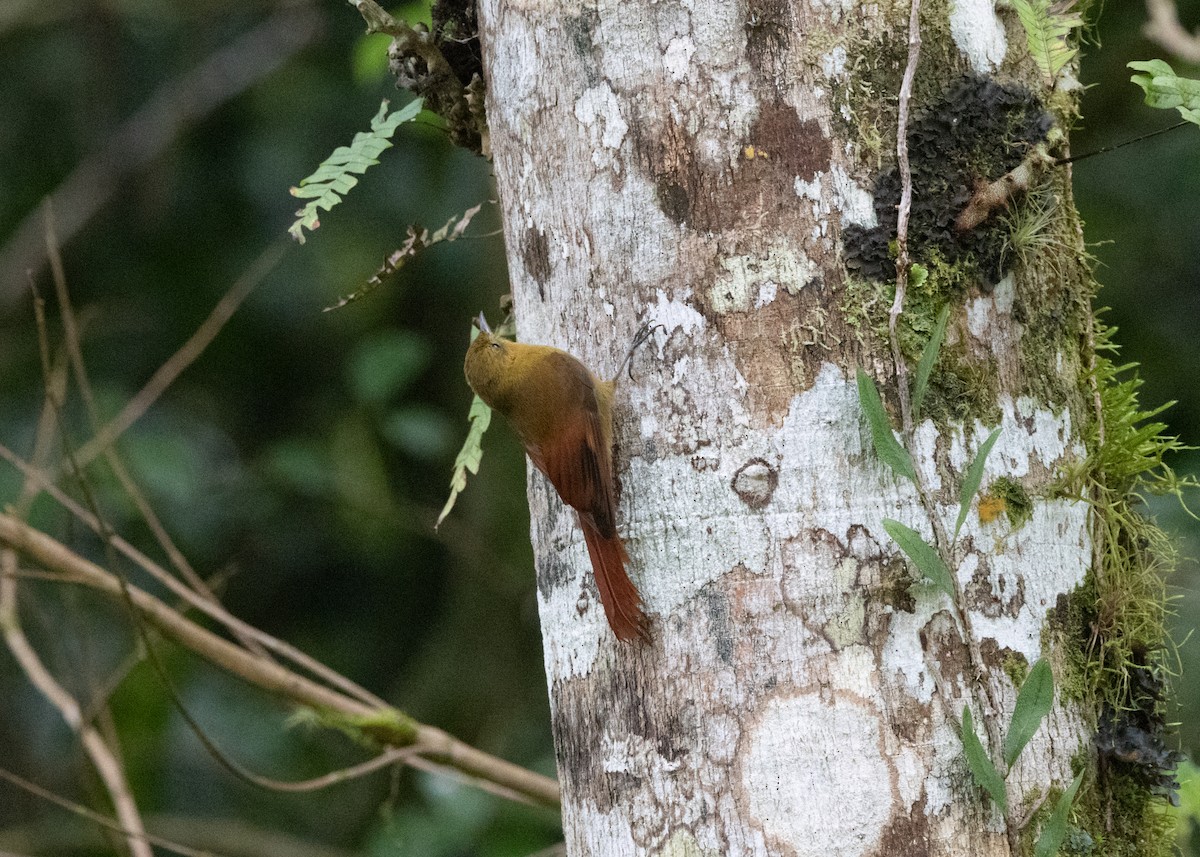 Olivaceous Woodcreeper - ML619768732