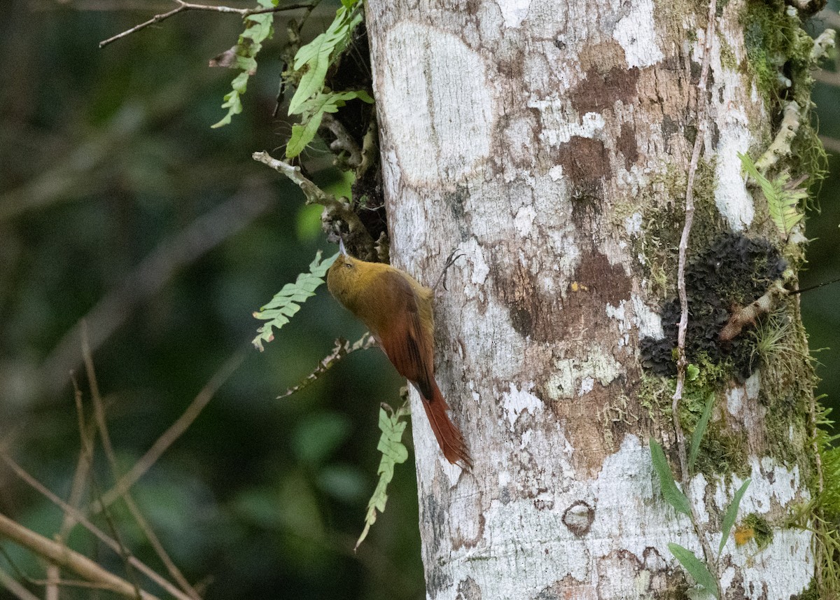 Olivaceous Woodcreeper - ML619768733