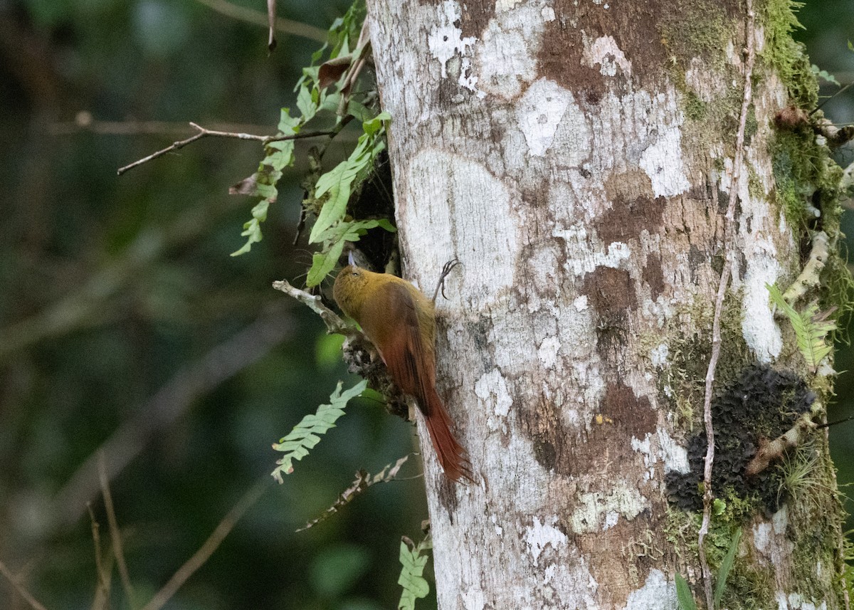 Olivaceous Woodcreeper - ML619768735