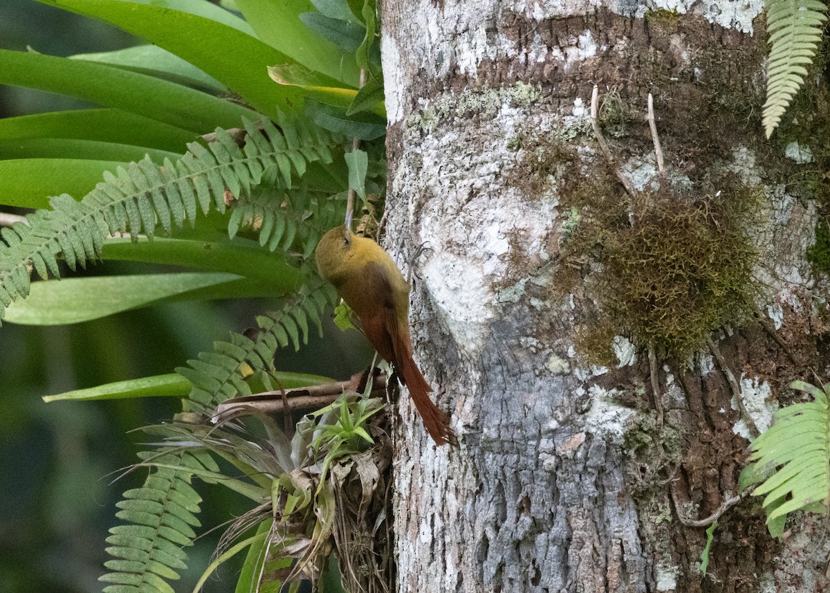 Olivaceous Woodcreeper - ML619768737