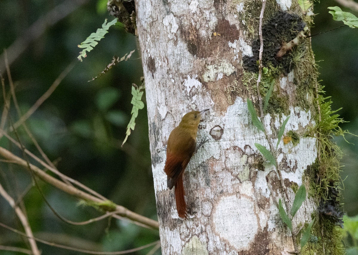 Olivaceous Woodcreeper - ML619768739