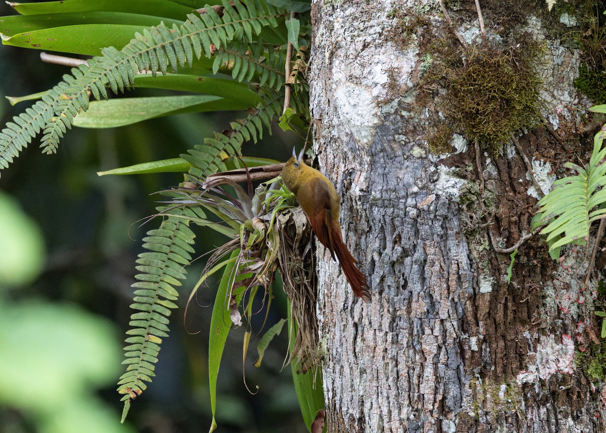 Olivaceous Woodcreeper - ML619768740