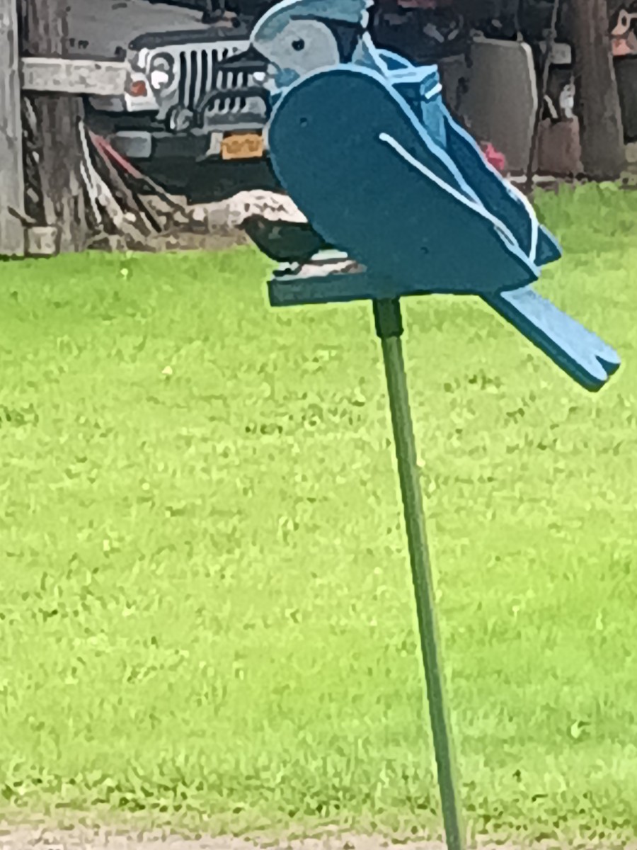 Brown-headed Cowbird - ML619768741