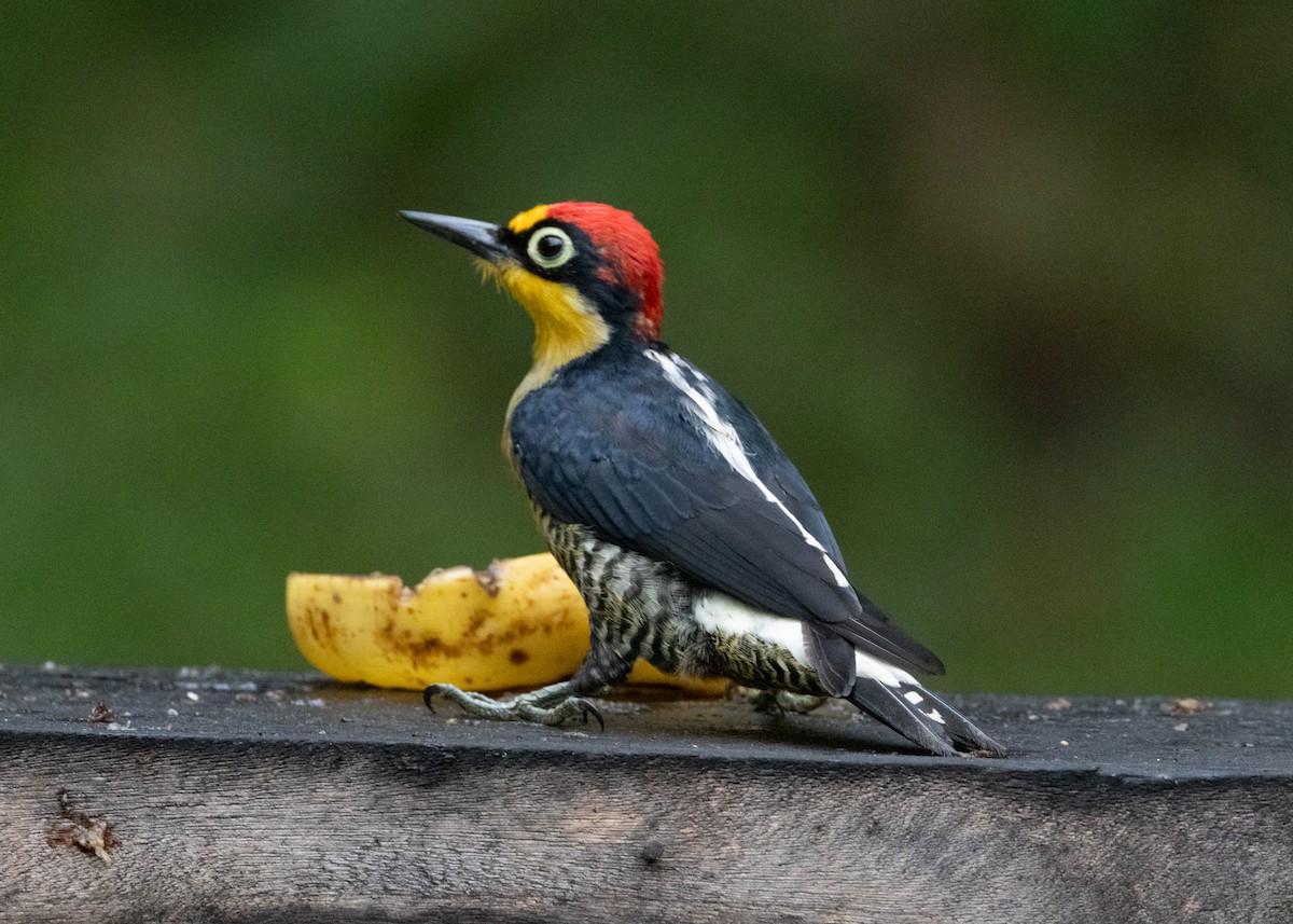 Yellow-fronted Woodpecker - ML619768745