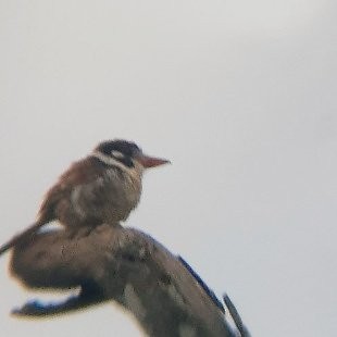 White-eared Puffbird - ML619768757