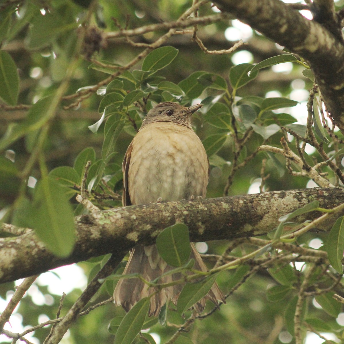 Pale-breasted Thrush - ML619768808