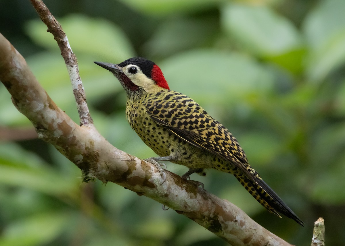 Green-barred Woodpecker - ML619768809