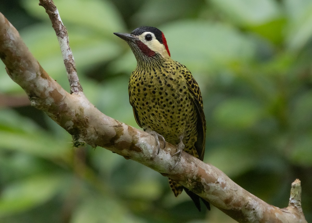 Green-barred Woodpecker - ML619768810