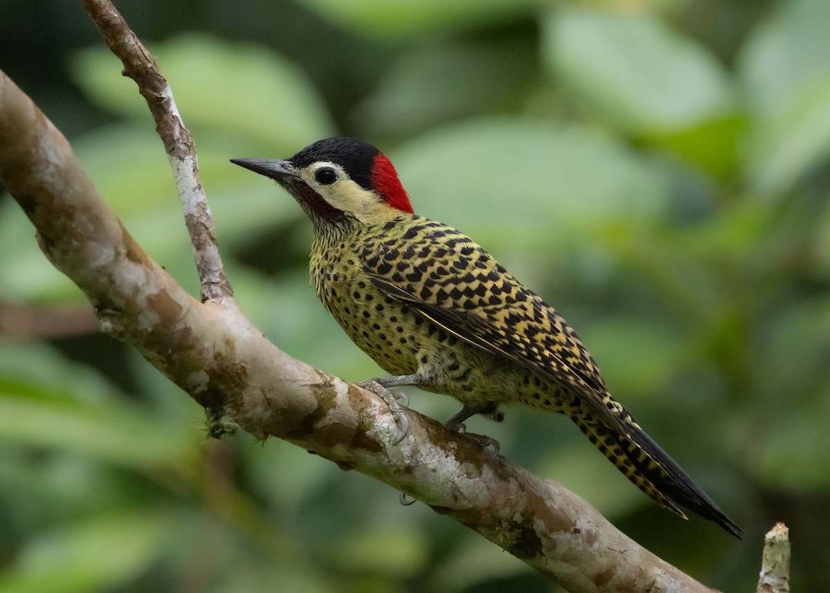 Green-barred Woodpecker - ML619768811