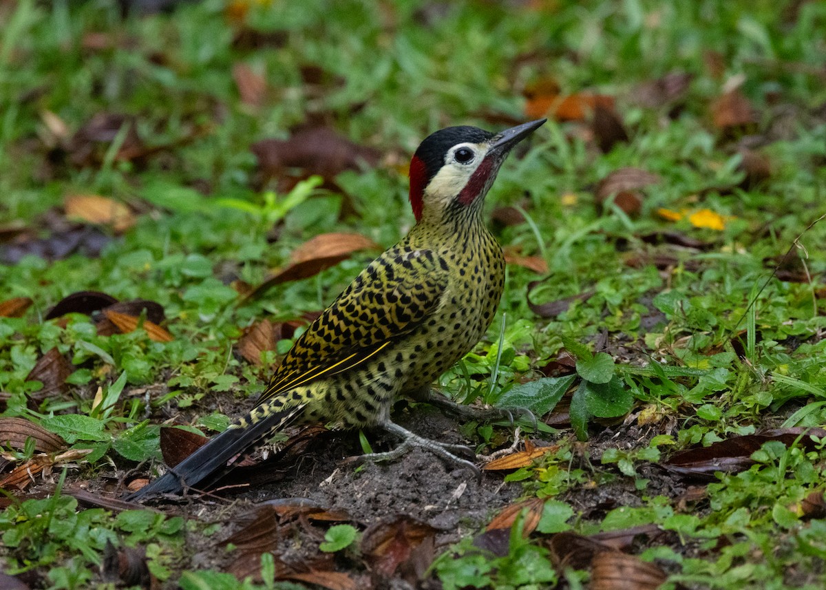 Green-barred Woodpecker - ML619768812