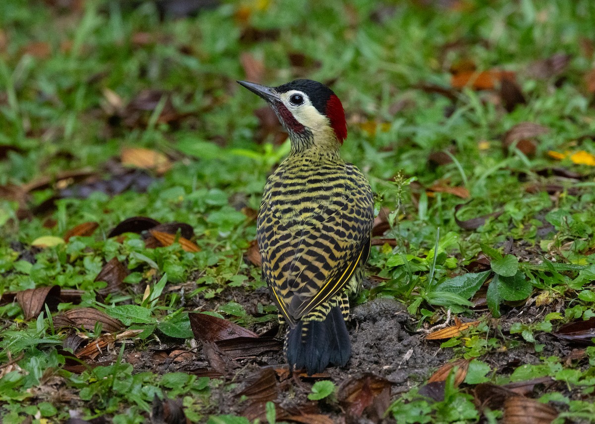 Green-barred Woodpecker - ML619768813