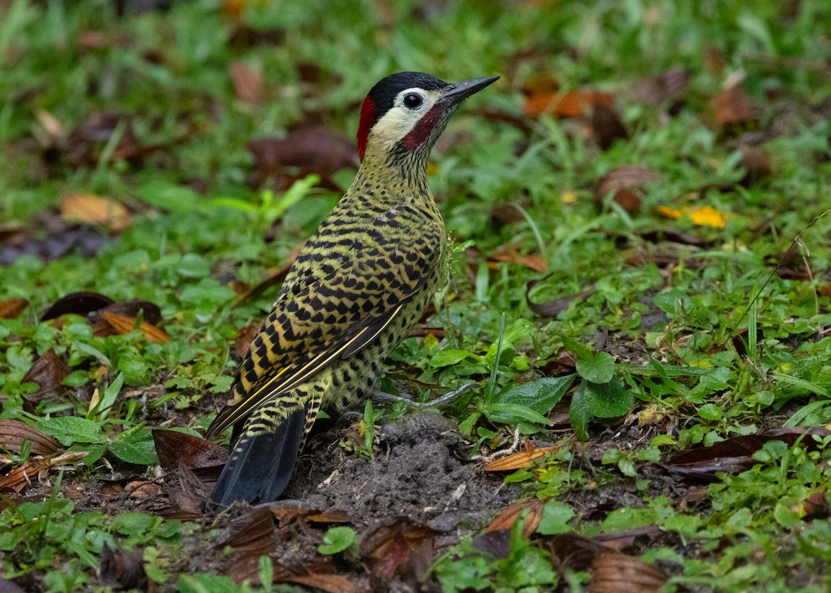 Green-barred Woodpecker - ML619768814