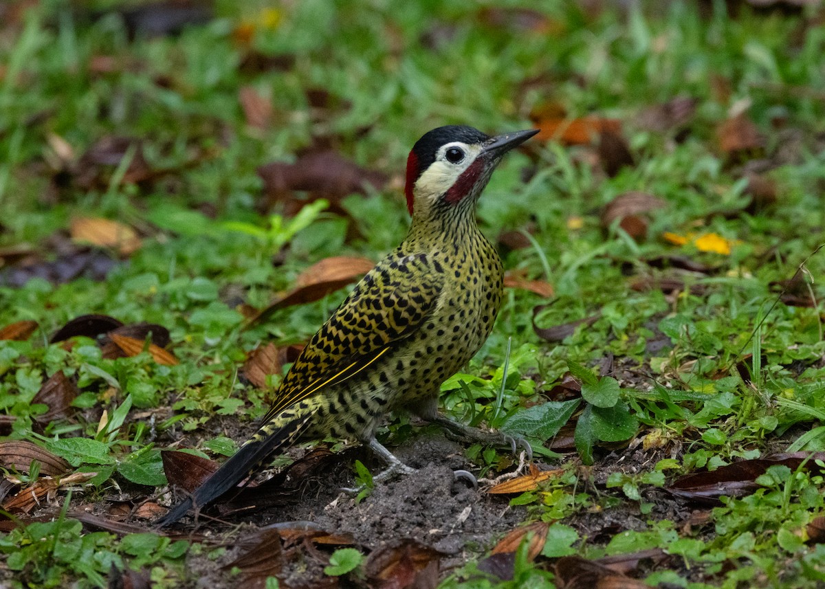 Green-barred Woodpecker - Silvia Faustino Linhares