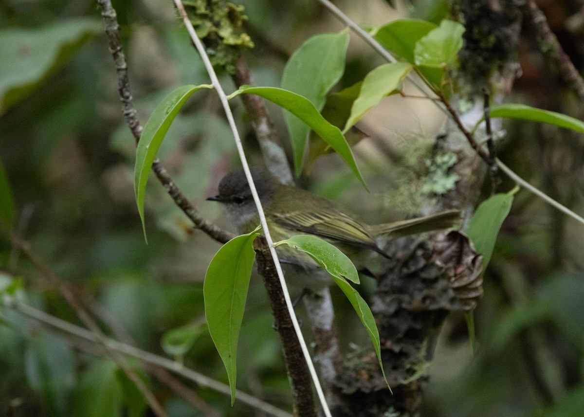 Planalto Tyrannulet - ML619768822