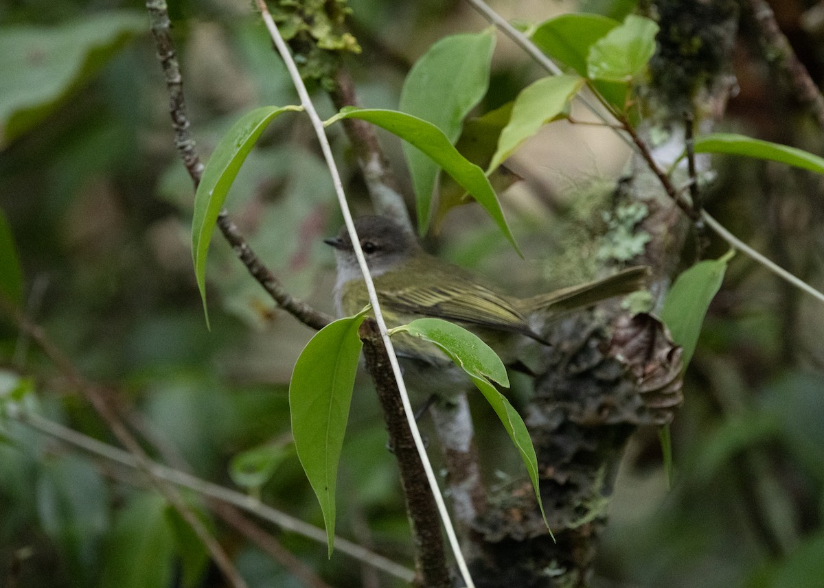 Planalto Tyrannulet - ML619768823