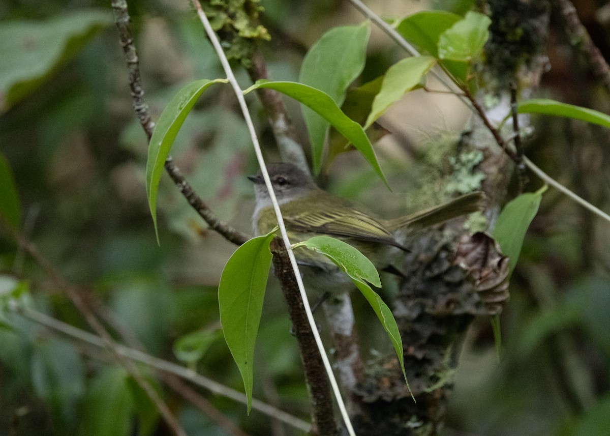 Mosquerito Oliváceo - ML619768824