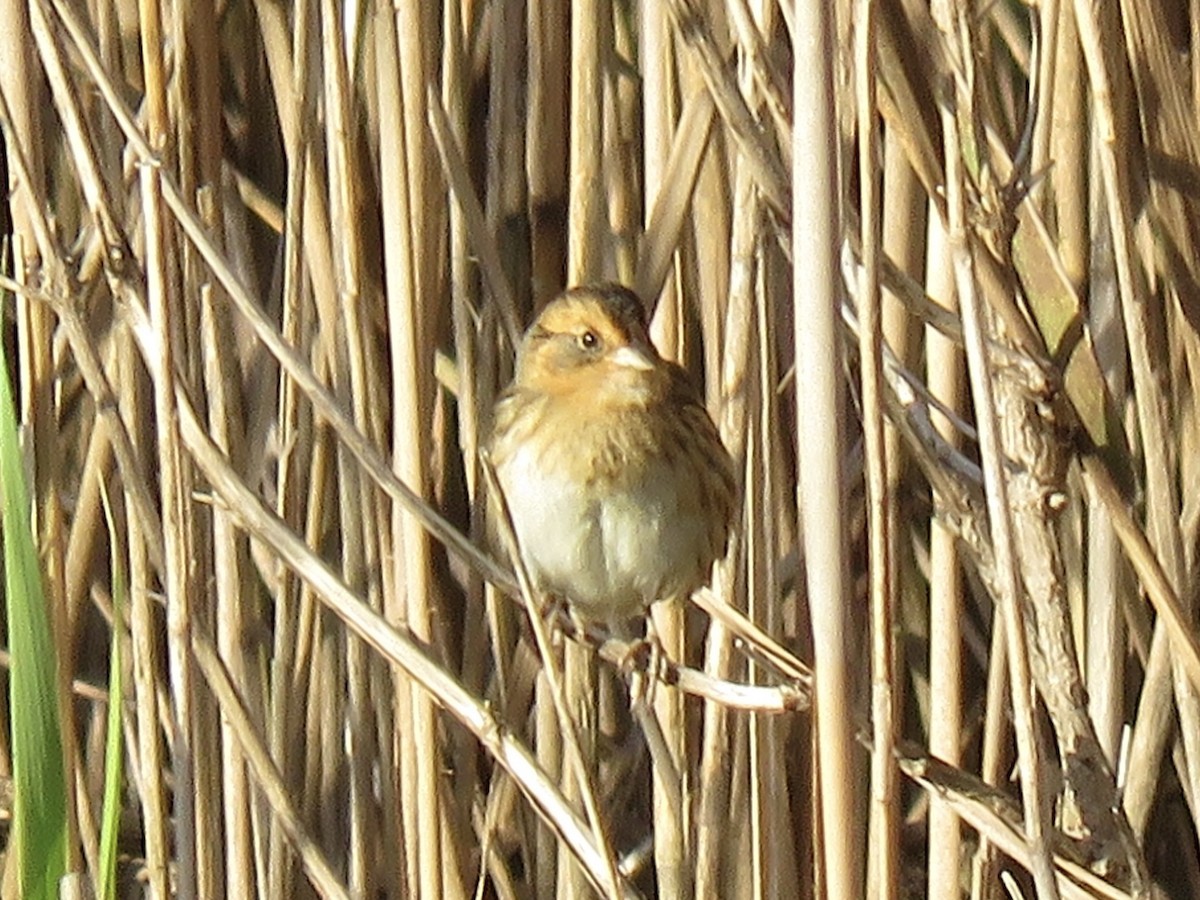 Nelson's Sparrow - ML619768865