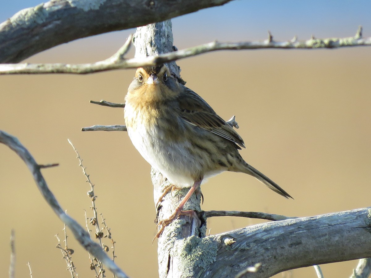 Nelson's Sparrow - ML619768869