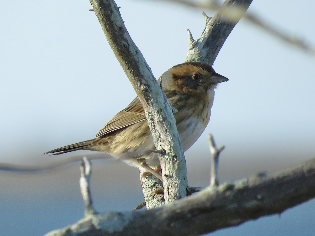 Nelson's Sparrow - ML619768871