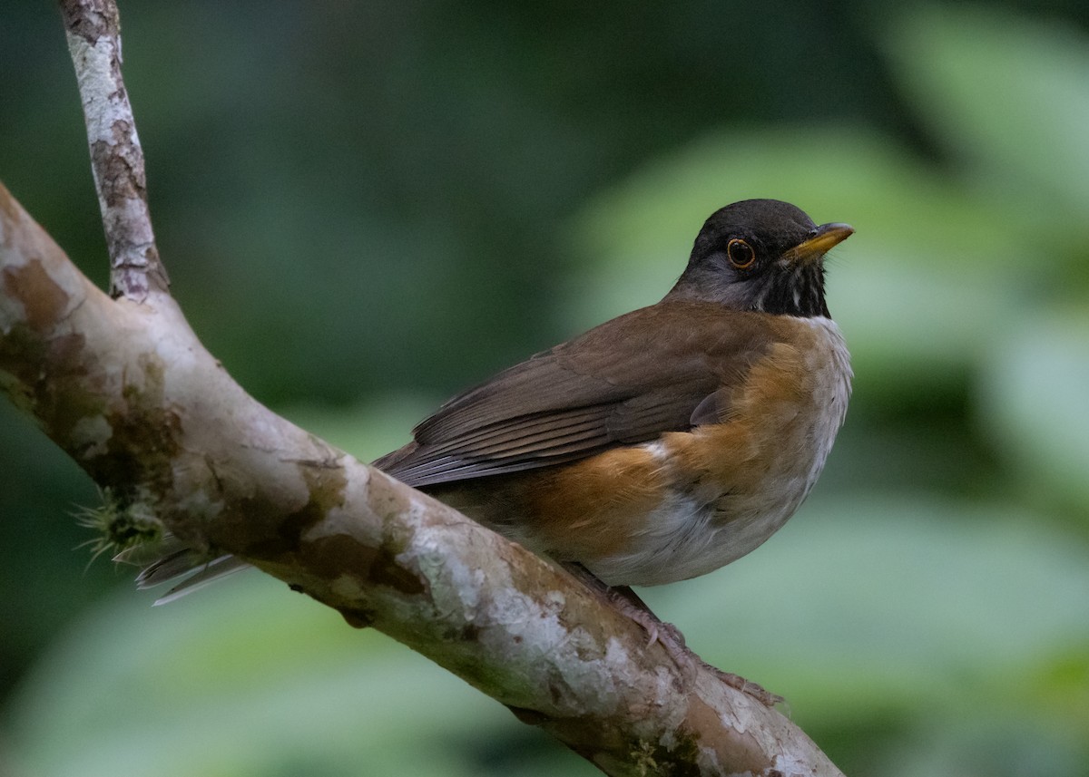 White-necked Thrush - ML619768879