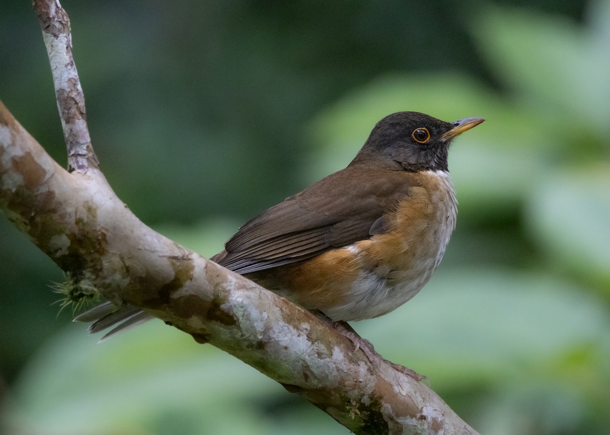 White-necked Thrush - ML619768880